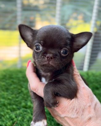Chihuahua maschio pelo corto Choco Dark mini size