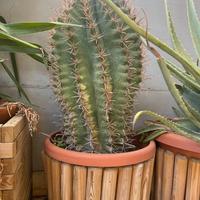 Euphorbia igens esemplare adulto