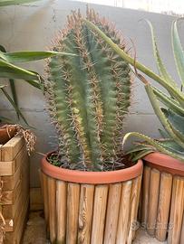 Euphorbia igens esemplare adulto