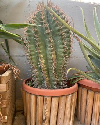 Euphorbia igens esemplare adulto