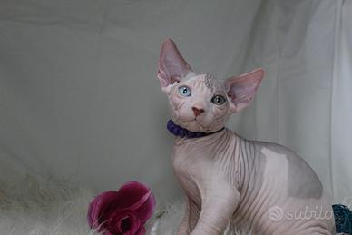 Sphynx maschio dbe occhi impari