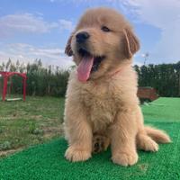 Golden Retriever linea Americana