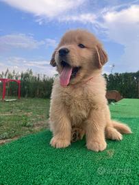 Golden Retriever linea Americana