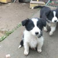 Cuccioli di Border collie