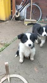 Cuccioli di Border collie