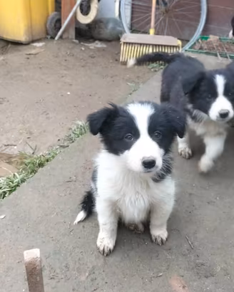 Cuccioli di Border collie