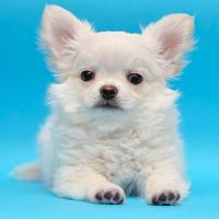 Chihuahua pelo lungo cuccioli