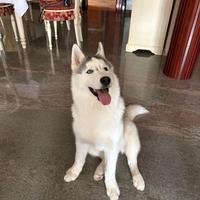 Siberian Husky