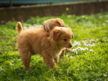 Mini cuccioli Volpino/Chihuahua