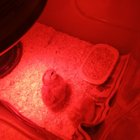 2 pulcini Appena nati