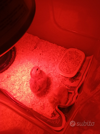 2 pulcini Appena nati