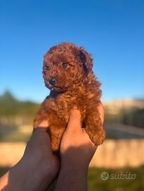Barboncino mini toy red
