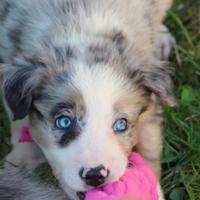 Cuccioli di border collie con pedigree