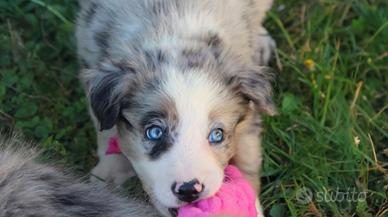 Cuccioli di border collie con pedigree