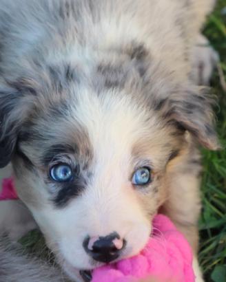 Cuccioli di border collie con pedigree