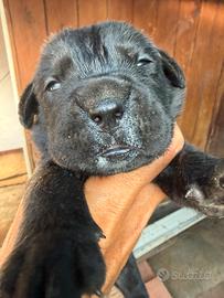 Cuccioli cane corso