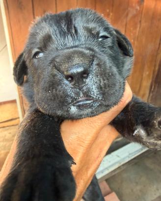 Cuccioli cane corso