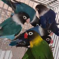 Pappagalli Inseparabili