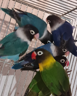 Pappagalli Inseparabili