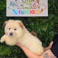 Chow chow