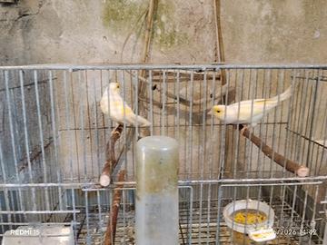 Canari
