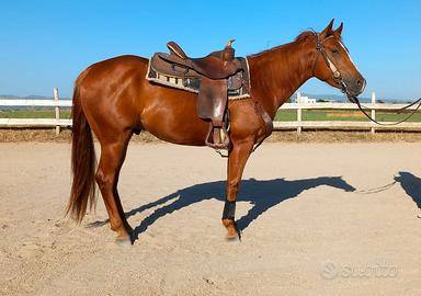Quarter horse