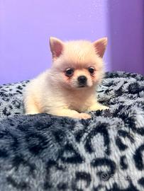 Cucciolotto di PomChi (Spitz-Chihuahua)