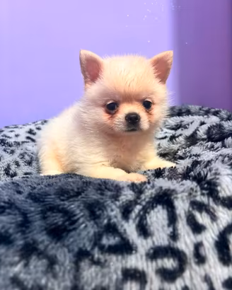 Cucciolotto di PomChi (Spitz-Chihuahua)