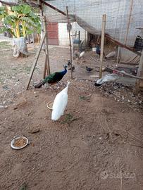 Coppia di pavone bianco