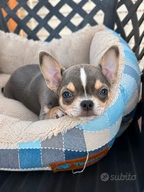 Splendido Chihuahua Blue Fawn maschio - 6 mesi