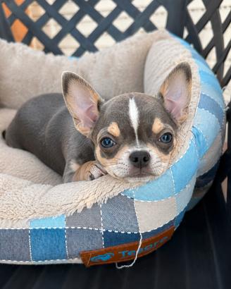 Splendido Chihuahua Blue Fawn maschio - 6 mesi