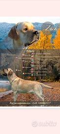 Stallone Labrador Retriever per accoppiamento