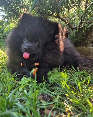 Pomerania -spitz tedesco nano