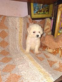 Cuccioli di barboncino toy