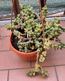 Corpuscularia Lehmannii