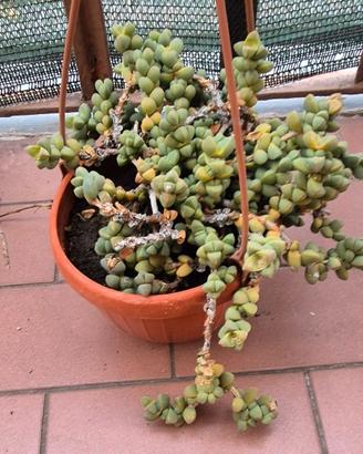 Corpuscularia Lehmannii