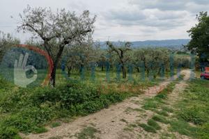Terreno Agricolo Assisi [GRIM2164VCG]