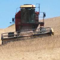 Mietitrebbia new holland 3560