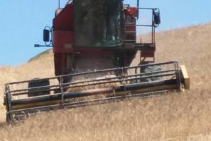 Mietitrebbia new holland 3560