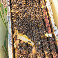 Nuclei di api liguisticae buckfast