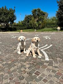 2 labrador