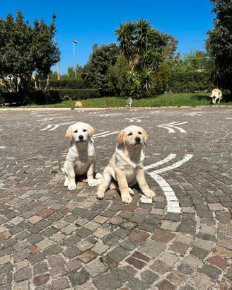 2 labrador