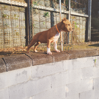 Cucciolo Amstaff