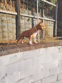 Cucciolo Amstaff