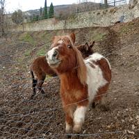 Pony