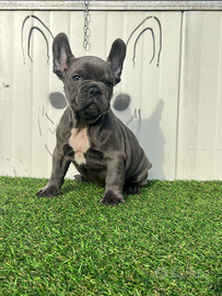 Bulldog francese blu