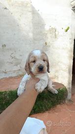 Cocker spaniel