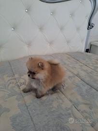 Spitz pomerania toy