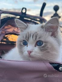 Cucciola ragdoll