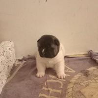 Cuccioli di akita americano